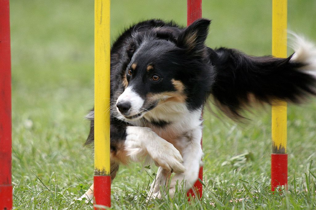 Agility Classes