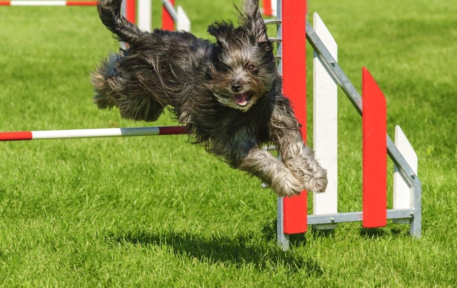 Agility IV