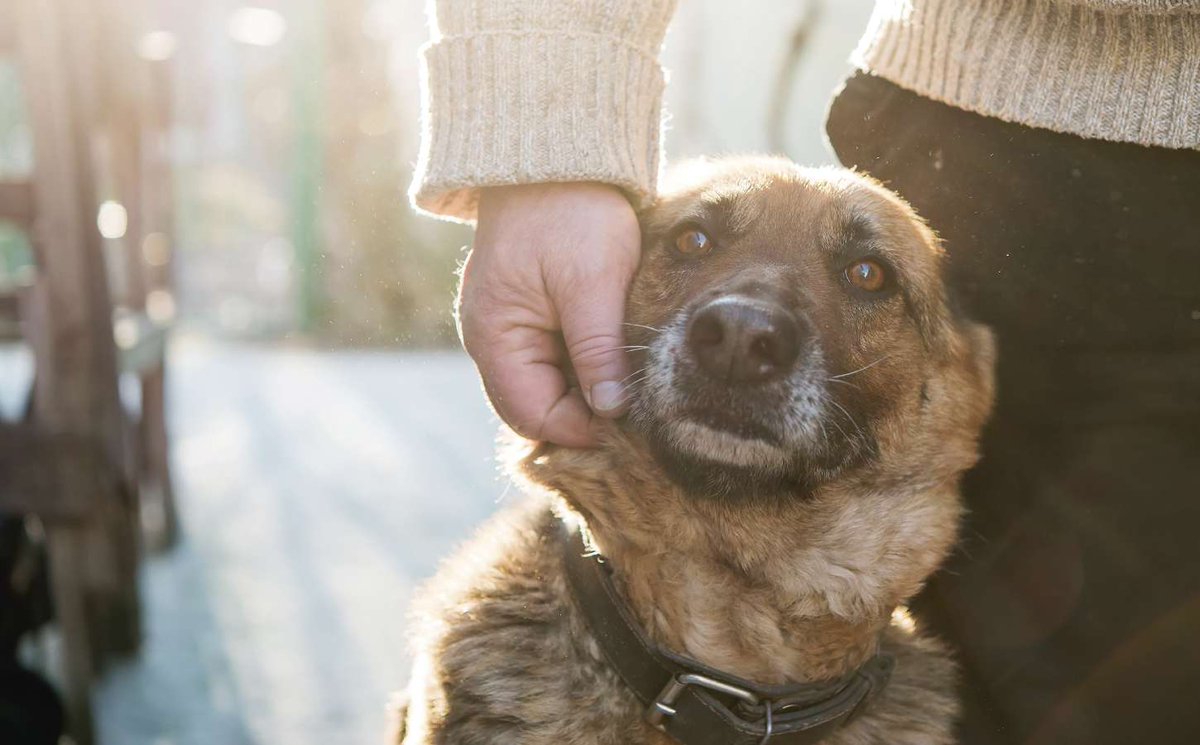 Canine Good Citizen©